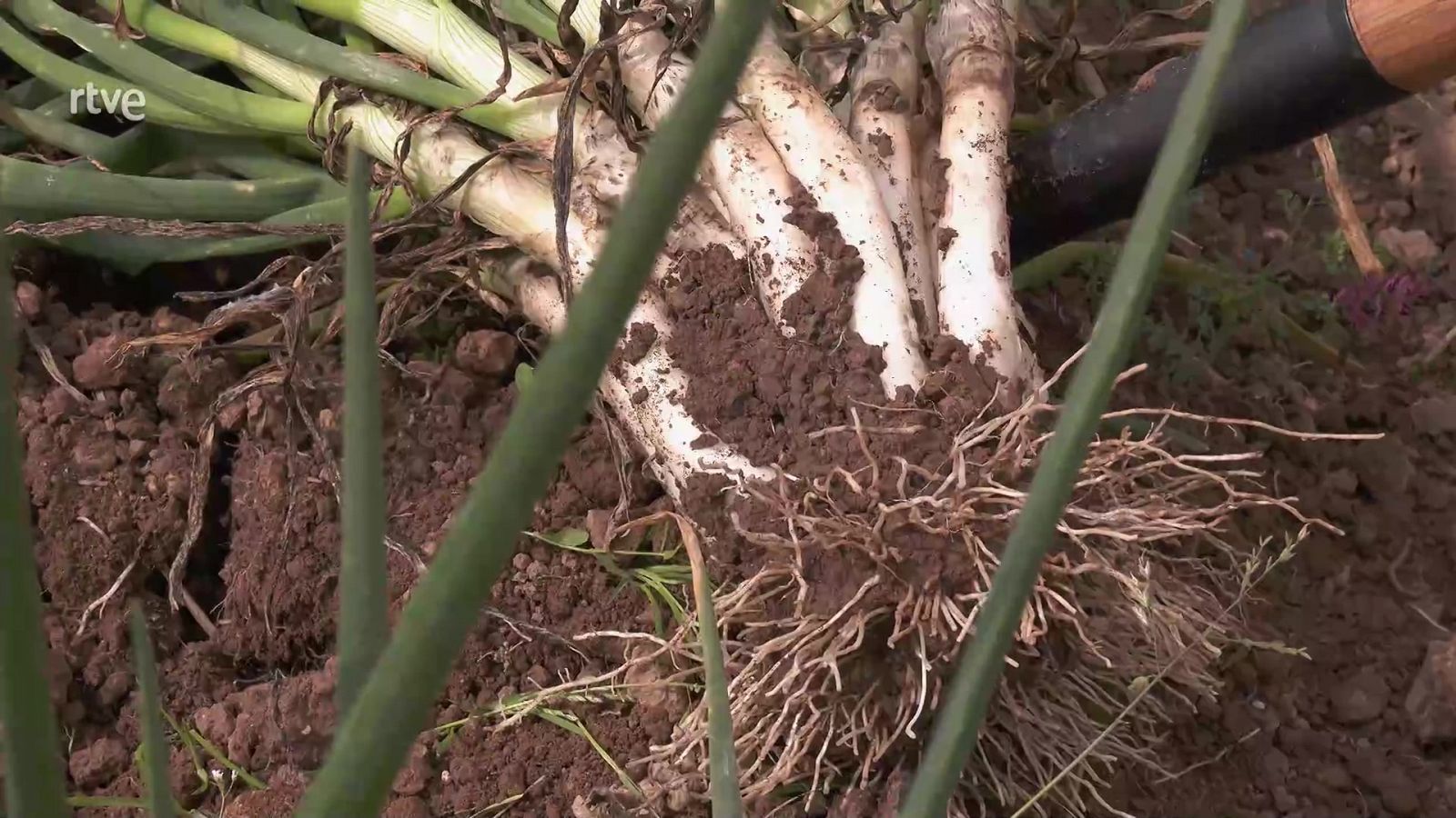 Aquí la Tierra - 22/05/22 - ver ahora