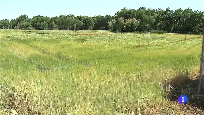 Les altes temperatures assequen els camps de cereals