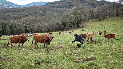 Unas vacas guapas y la saga de los Mario