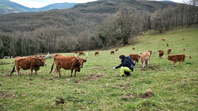 Rutas bizarras - T2 - Camino de Santiago - Unas vacas guapas y la saga de los Mario - Ver ahora