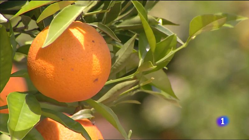 Tratamiento en frío para la naranja