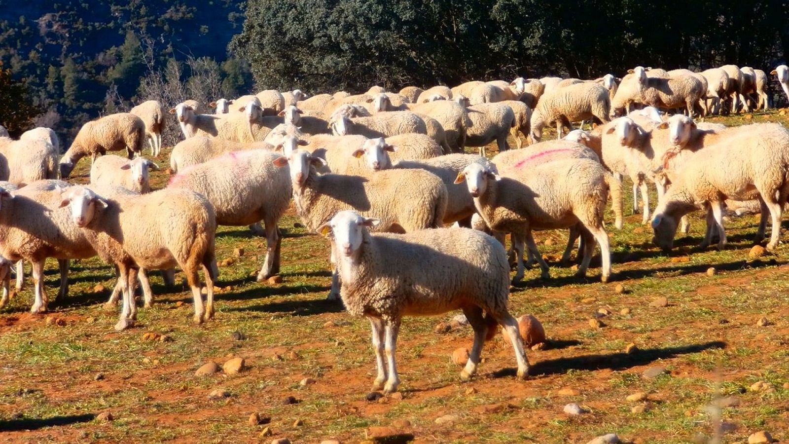 Para todos La 2 - 21/05/22 - Lengua de signos - ver ahora
