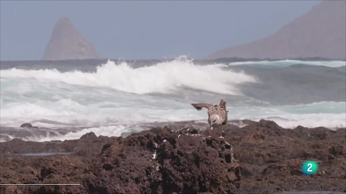 Telecanarias - Telecanarias 2 - 26/05/2022