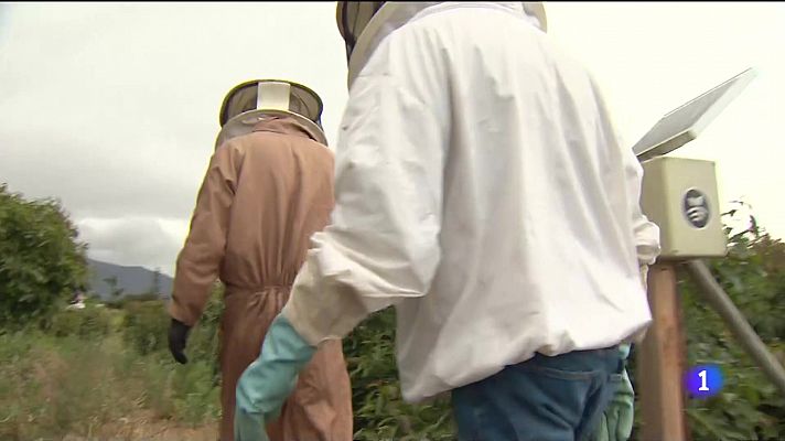 Telecanarias - 2700 colmenas pasan el verano en el Parque Nacional del Teide