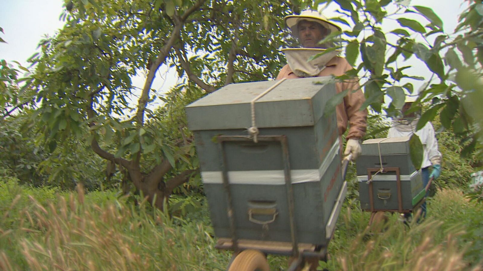 2700 colmenas pasan el verano en el Parque Nacional del Teide