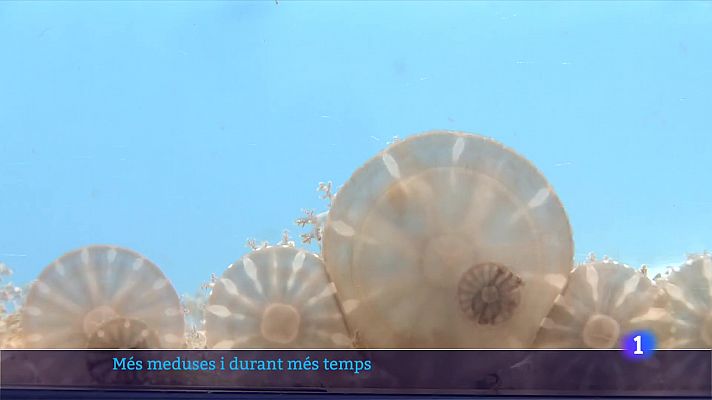 Més meduses i durant més temps