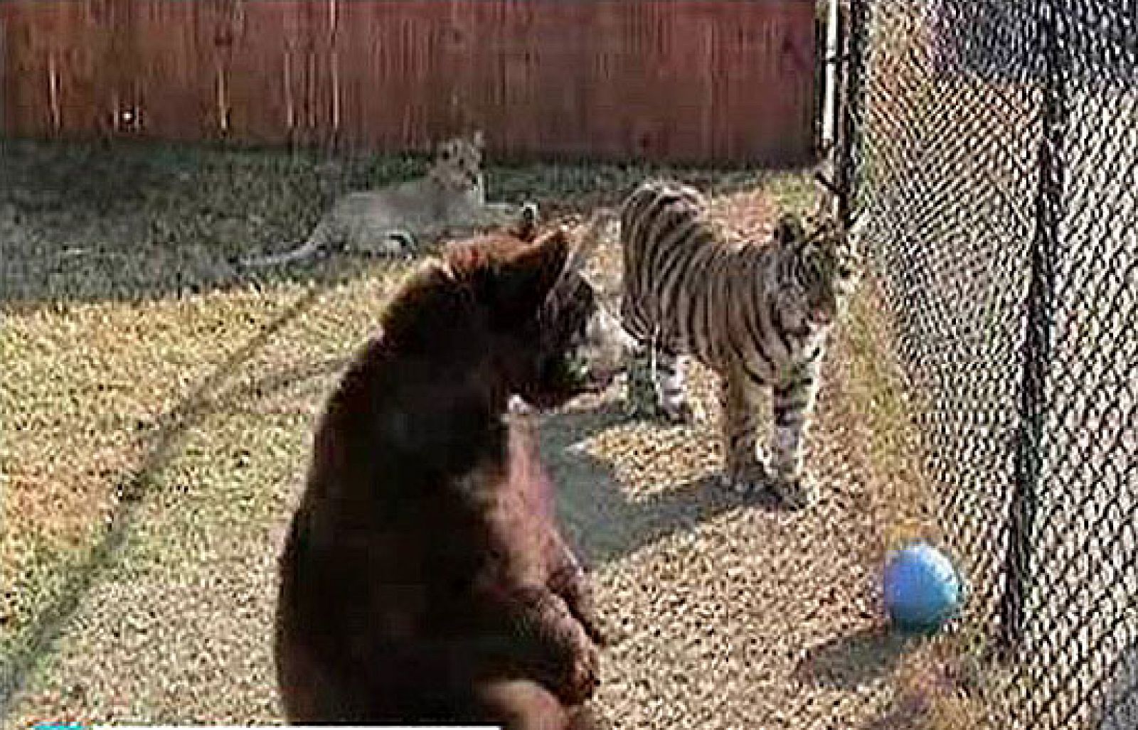 Una extraña familia formada por un león, un oso y un tigre