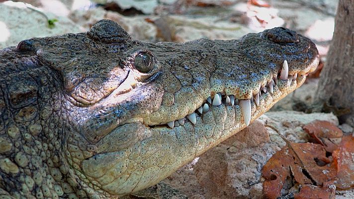 Somos Documentales - Nuestra naturaleza la llamada de la selva