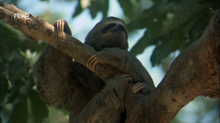El hombre y la Tierra - El rodeo de los chigüires