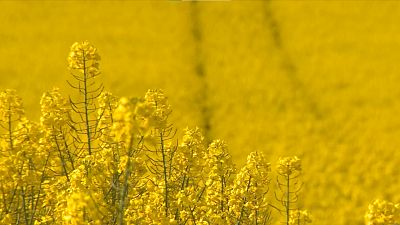 El cultivo de colza resurge por la guerra en Ucrania