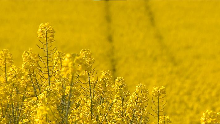 Telediario 1 - El cultivo de colza resurge por la guerra en Ucrania