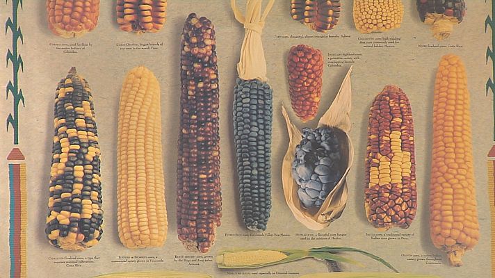 Telexornal - Galicia - Pan de millo autóctono