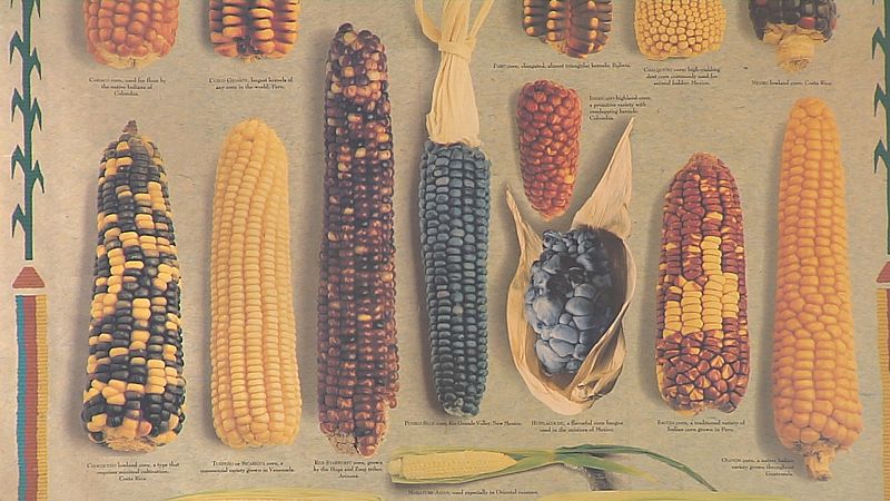 Pan de millo autóctono 