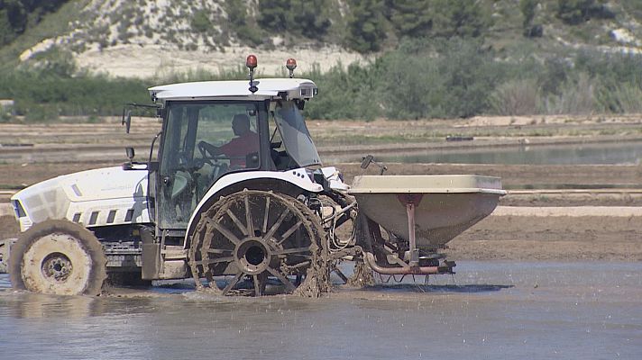 Calasparra espera recolectar este año unos dos millones y medio de kilos de arroz con DO