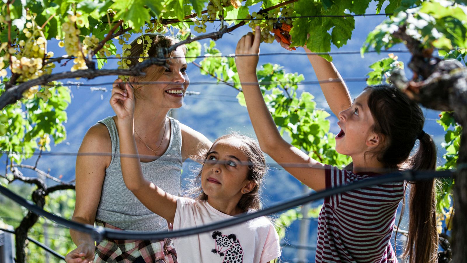 Un verano en el Tirol - Ver película en RTVE