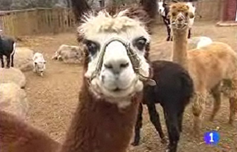  Regalos originales para Navidad