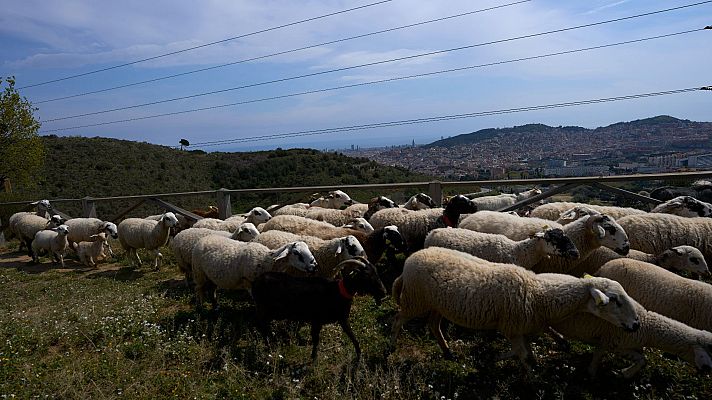 Telediario 1 - La escasa demanda en el mercado textil de la lana marca los bajos precios de este material