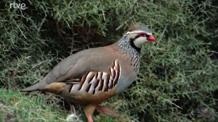 El hombre y la Tierra - La perdiz roja
