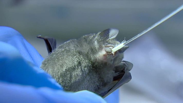 Objetivo Planeta - Zoonosis, animales que contagian