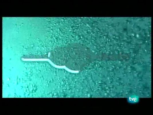 Bubbles - Bubbles - Semporna