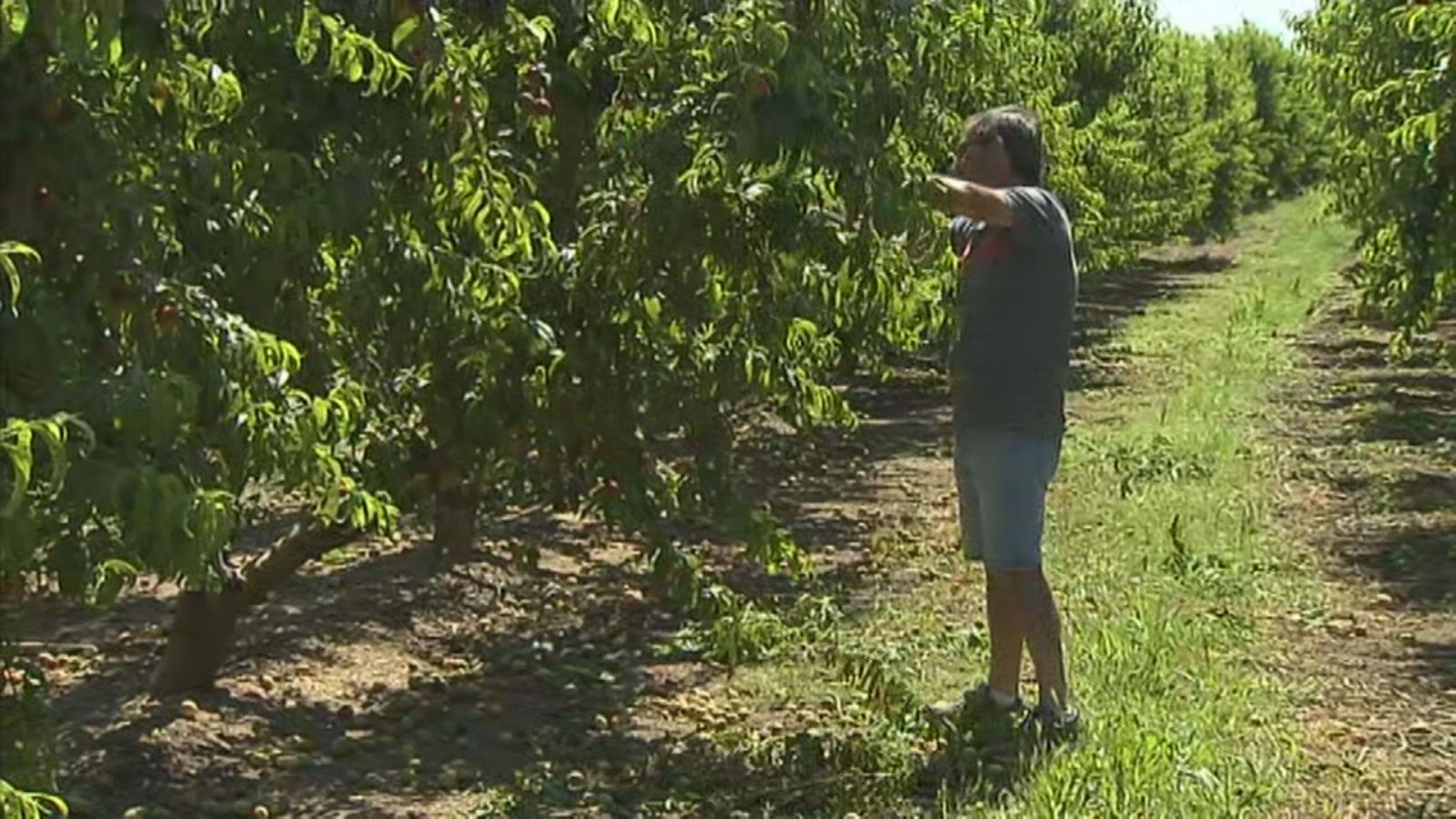 Agrosfera - 04/06/22 - ver ahora