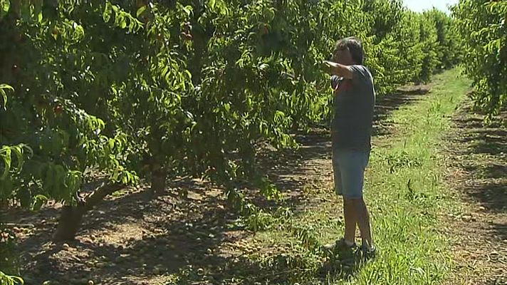 Agrosfera - Agrosfera - 04/06/22