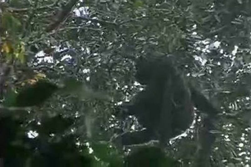 El gran gorila Cross River, el más raro del mundo y el más huidizo de las cámaras, ha sido finalmente captado en vídeo en los bosques de las montañas de Camerún, según ha informado la Sociedad para la Conservación de la Vida Salvaje (WCS) que contó c