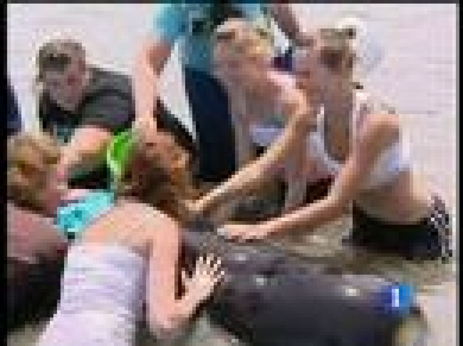 Gran cantidad de ballenas varadas en las costas de Nueva Zelanda | Ver