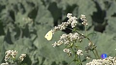 Flors silvestres contra les plagues