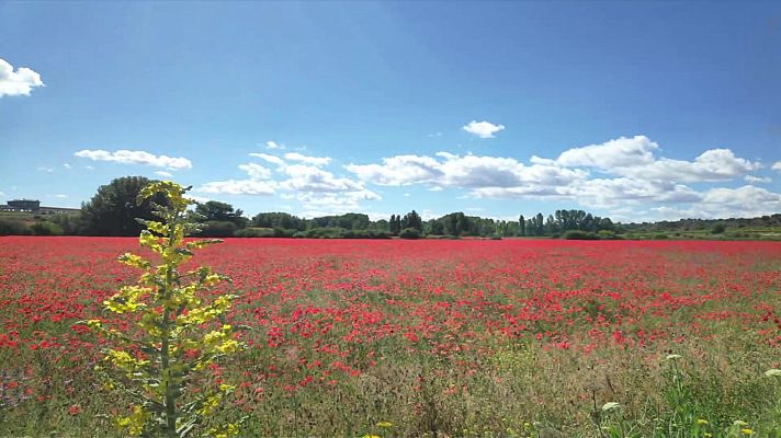 El tiempo - En la mitad sur se esperan cielos poco nubosos, y en Baleares poco nubosos
