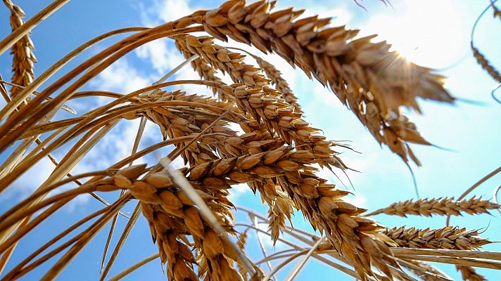 La guerra paraliza el ciclo económico del cereal ucraniano