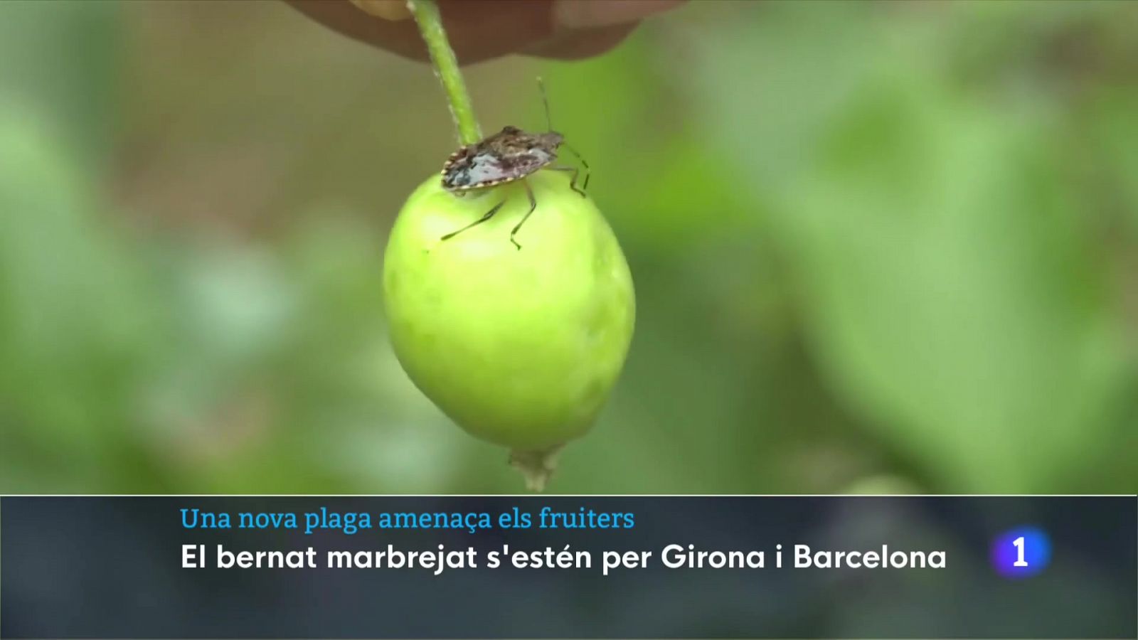 El bernat marró marbrejat amenaça els conreus