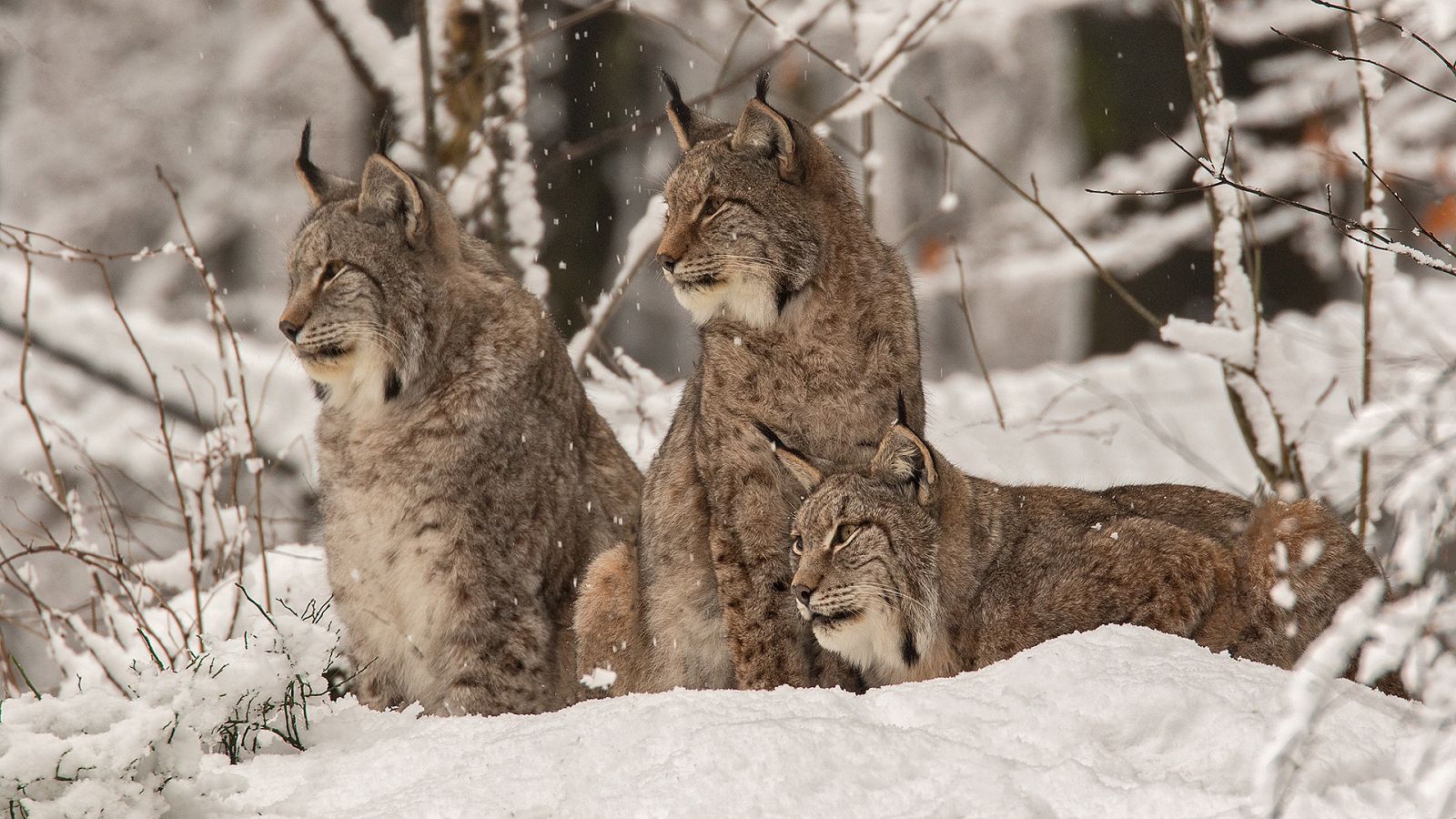 Somos documentales - El lince de cerca - Documental en RTVE