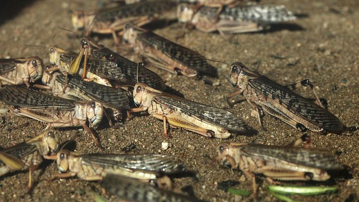 "Con la plaga de langostas el pasto ha desaparecido"