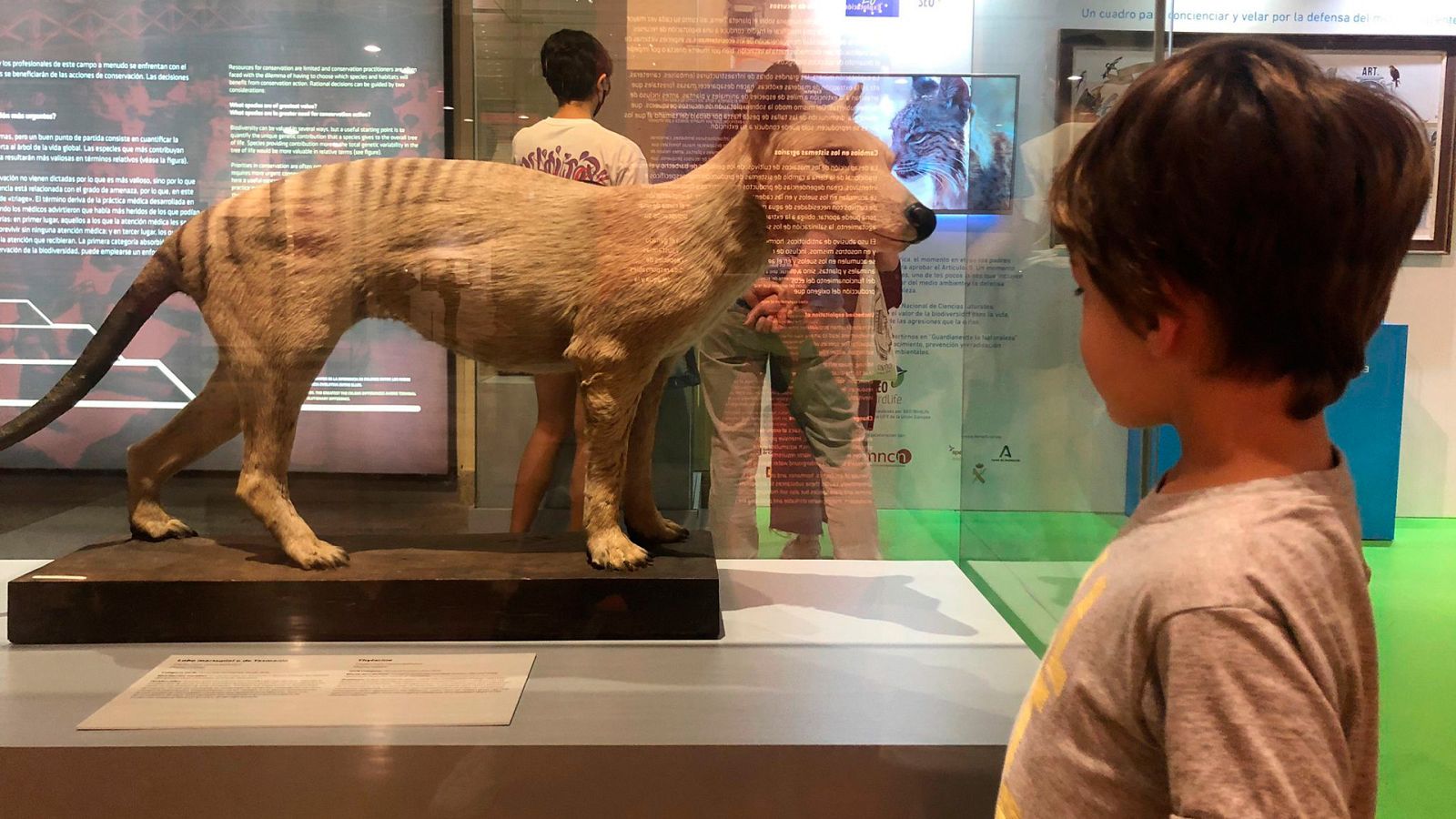 Avance sobre el reportaje "Evolución, 250 años del MNCN"