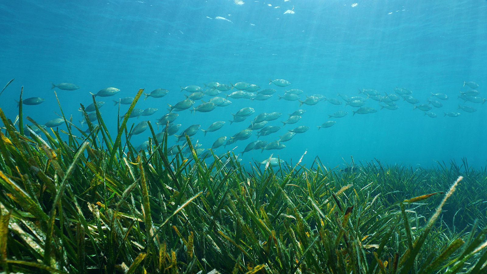 Objetivo: proteger las praderas de posidonia en el Mediterráneo