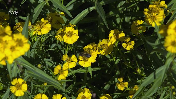 ¿La apicultura salvará la biodiversidad?