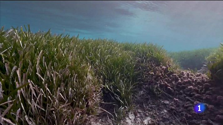 L'informatiu - Comunitat Valenciana - L'Informatiu Comunitat Valenciana 1 - 08/06/22