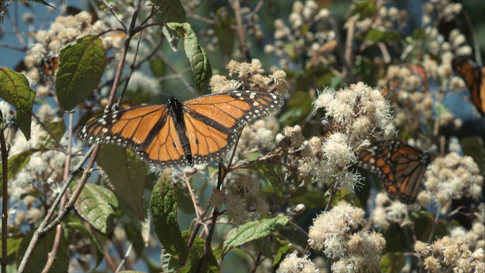 Estaciones en la naturaleza - Episodio 1: Primavera - ver ahora