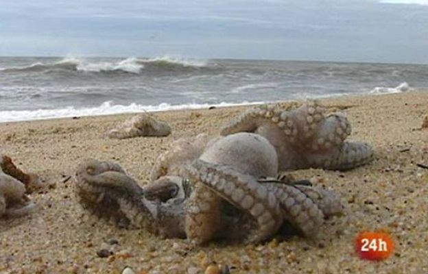 Pulpos muertos en playa portuguesa