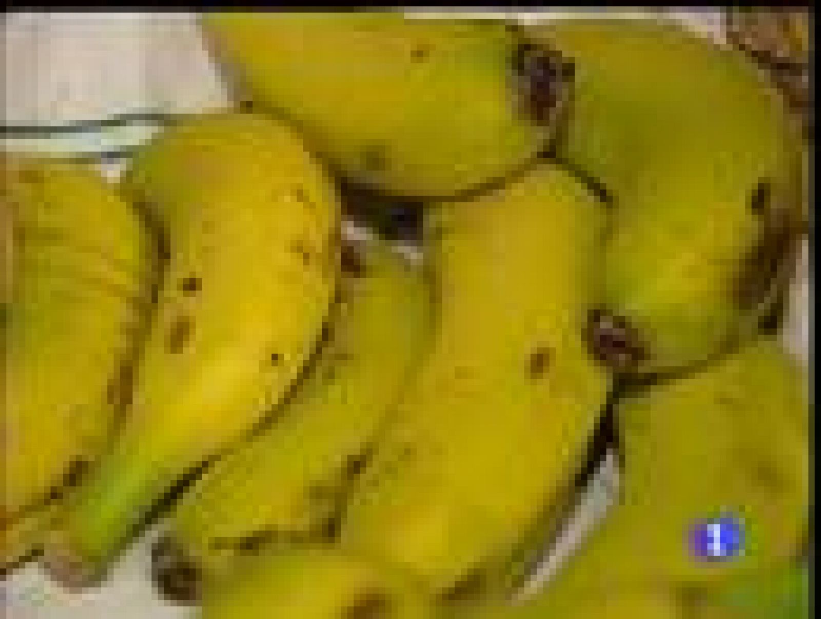 Sin programa: Droga camuflada entre plátanos | RTVE Play