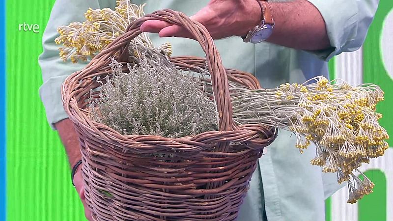 Helicrysum o siempreviva: cultivo, beneficios y cocina