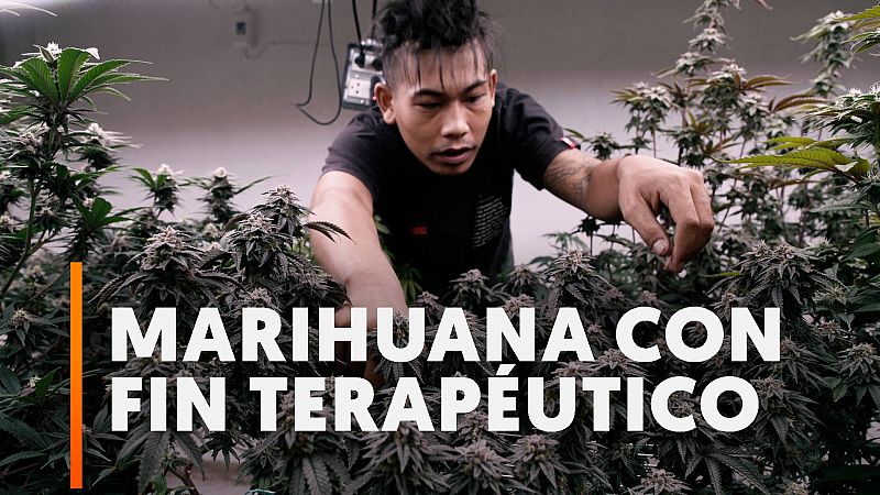 Tailandia legaliza el cultivo de marihuana y el consumo de cannabis con fines medicinales