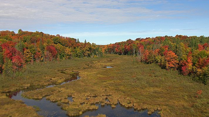 Estaciones en la naturaleza - Otoño