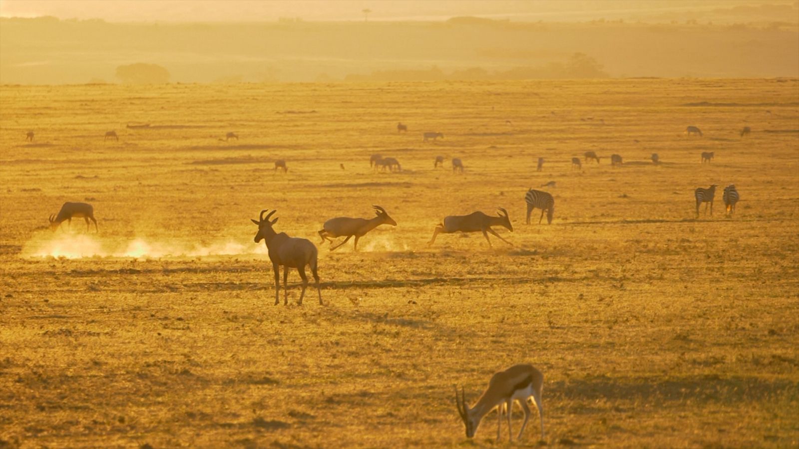 Masai Mara - Episodio 2: El reino de los depredadores - Documental en RTVE
