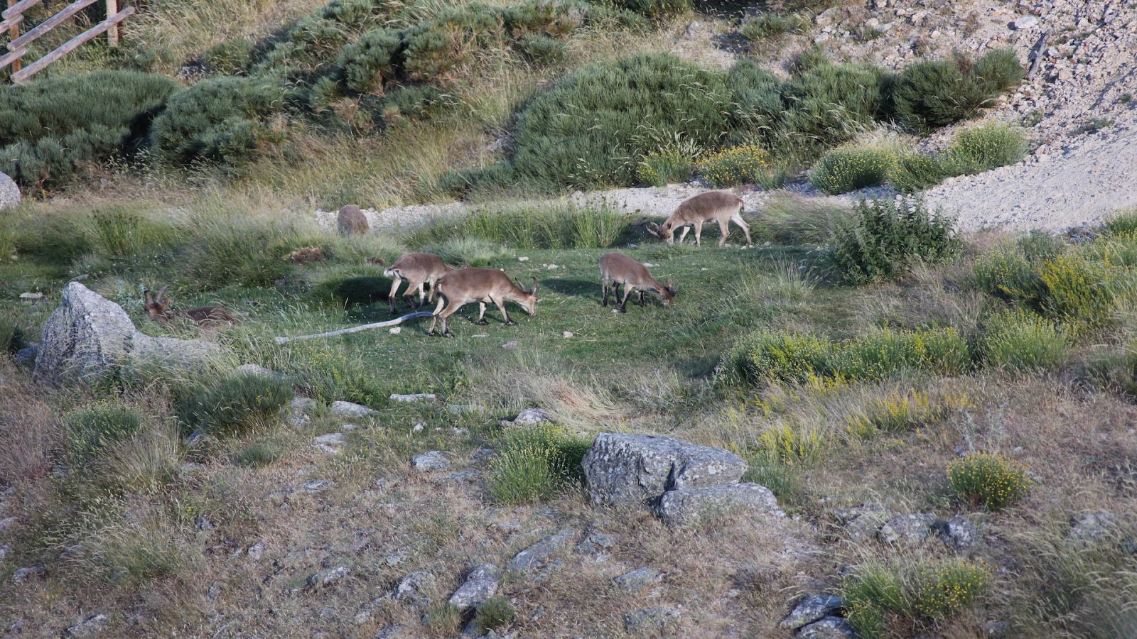 De parque en parque - Parque Nacional de la Sierra de Guadarrama - ver ahora