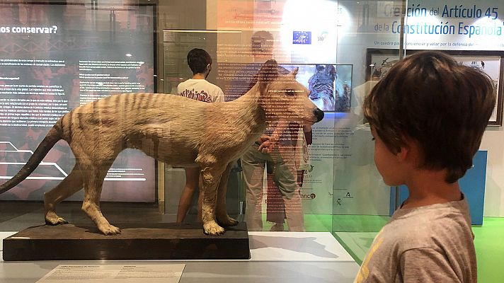 El escarabajo verde - 250 años del MNCN