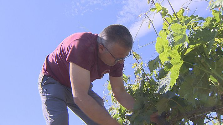 Agrosfera - Agrosfera - 11/06/22