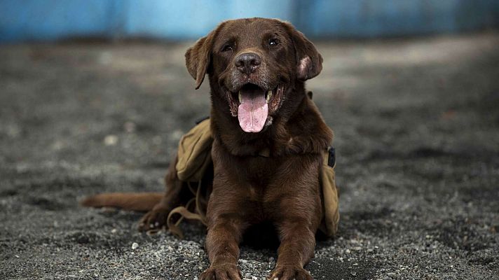 La era de los 'perrhijos': así se afianza el modelo de familia multiespecie en un país con más perros que niños