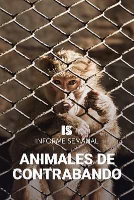 Informe Semanal - Animales de contrabando